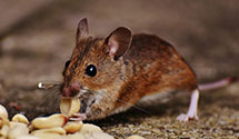 24 Hour & Emergency Exterminators in Turnersburg, NC